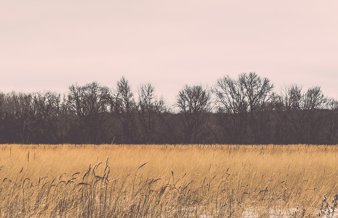 Golden winter grasses and bare trees at River Bluffs Regional Park in Saint Cloud